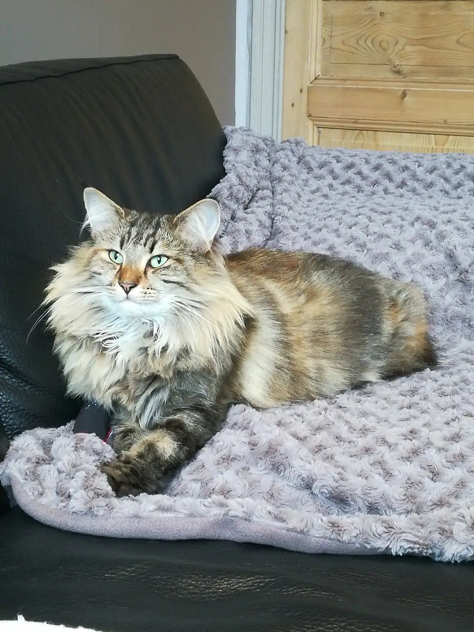 An adult Norwegian Forest Cat