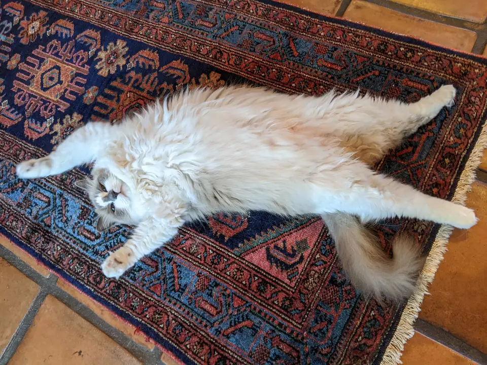 An adult Ragdoll cat with blue eyes